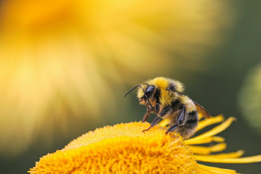honeybee perching on yellow flower